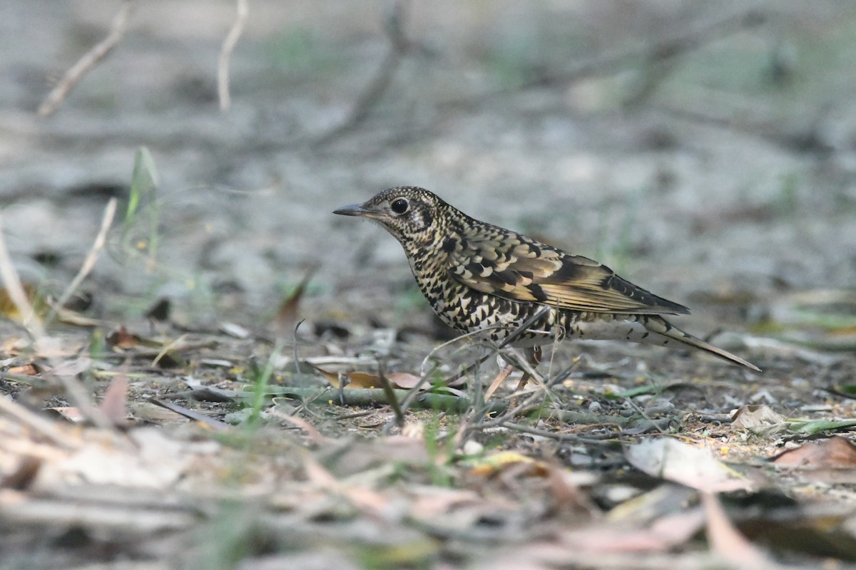 Scaly Thrush - ML647273157