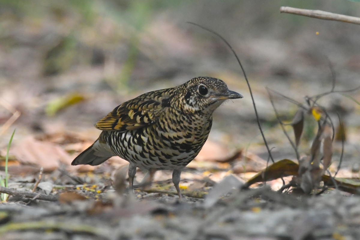 Scaly Thrush - ML647273158