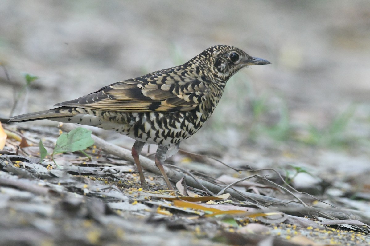 Scaly Thrush - ML647273159