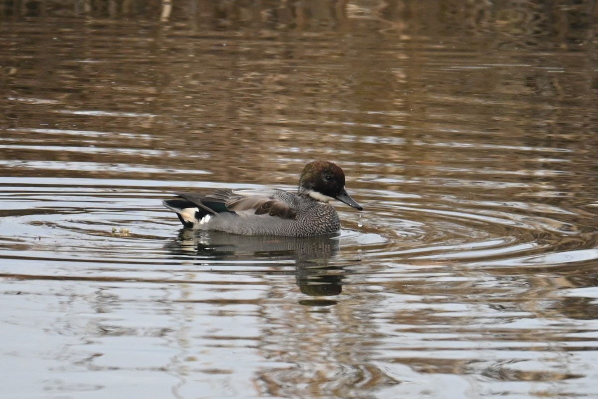Falcated Duck - ML647273160