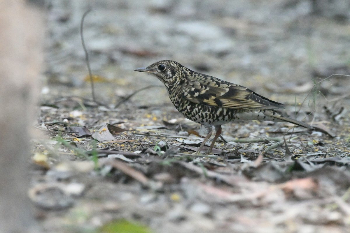 Scaly Thrush - ML647273161
