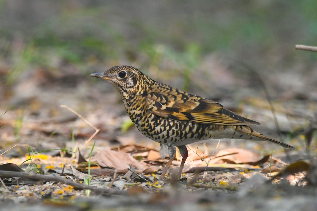 Scaly Thrush - ML647273162