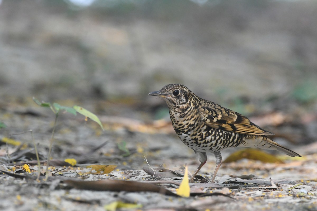 Scaly Thrush - ML647273163