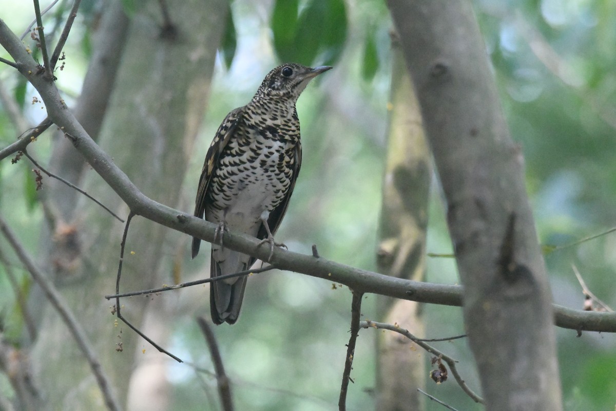 Scaly Thrush - ML647273164