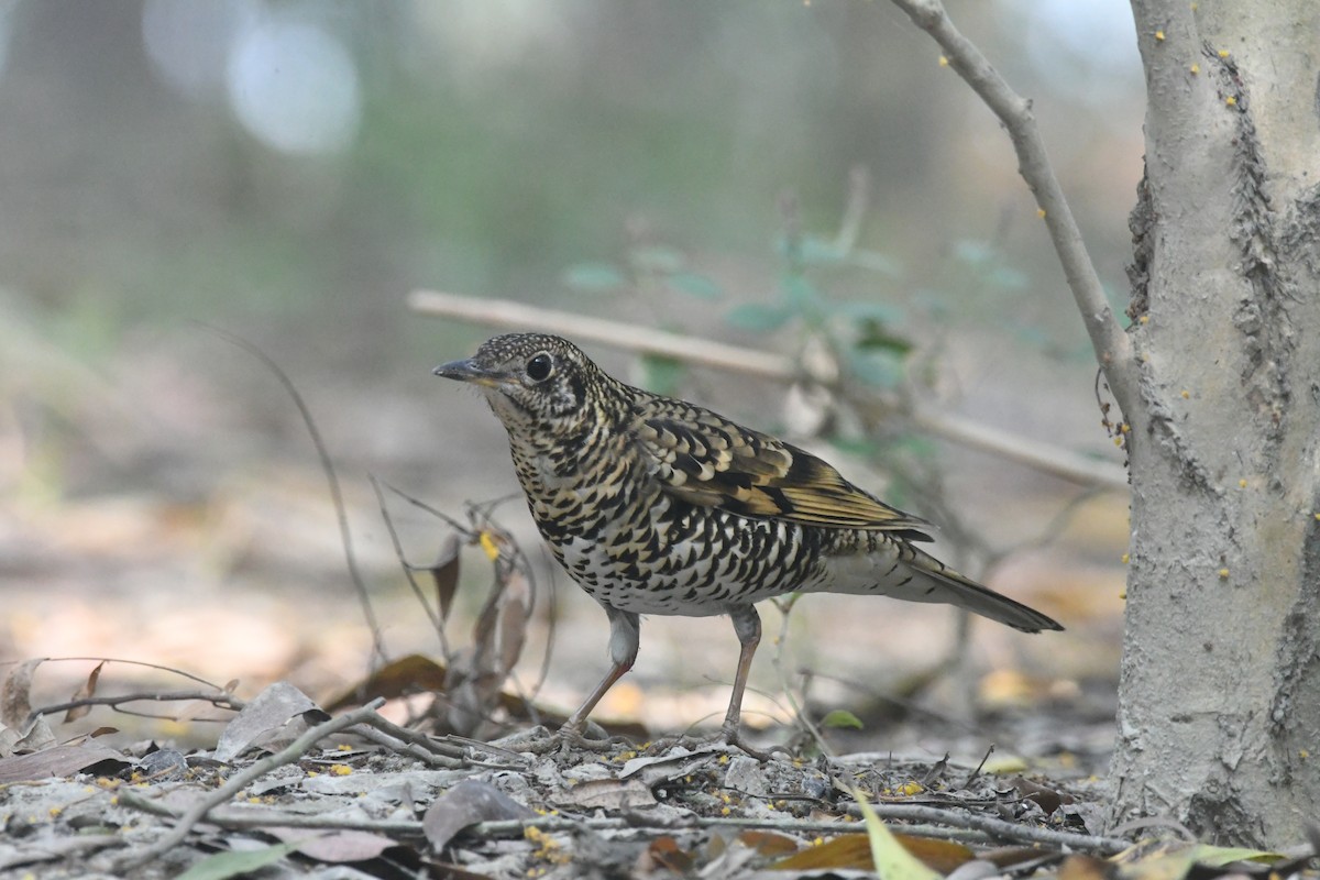 Scaly Thrush - ML647273165