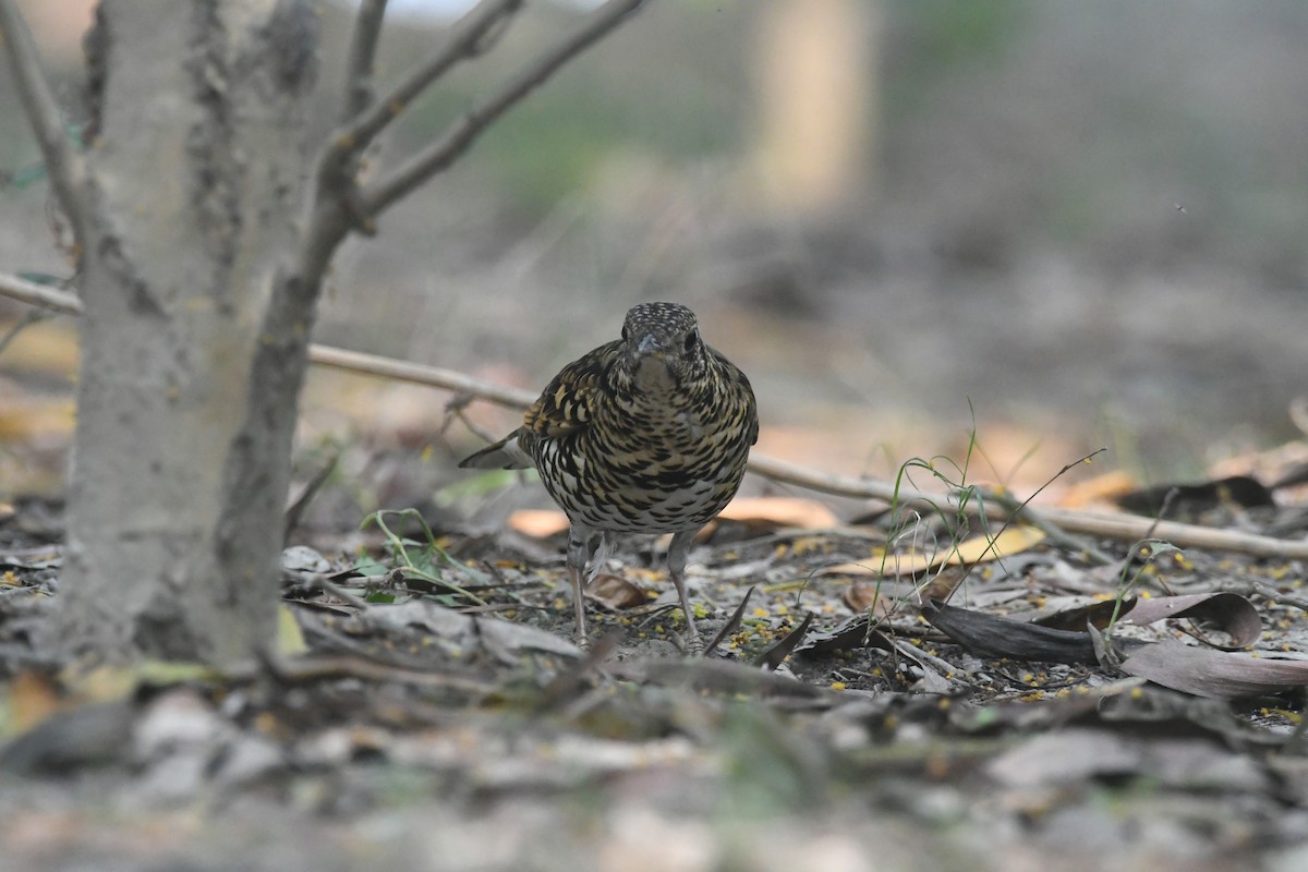 Scaly Thrush - ML647273166