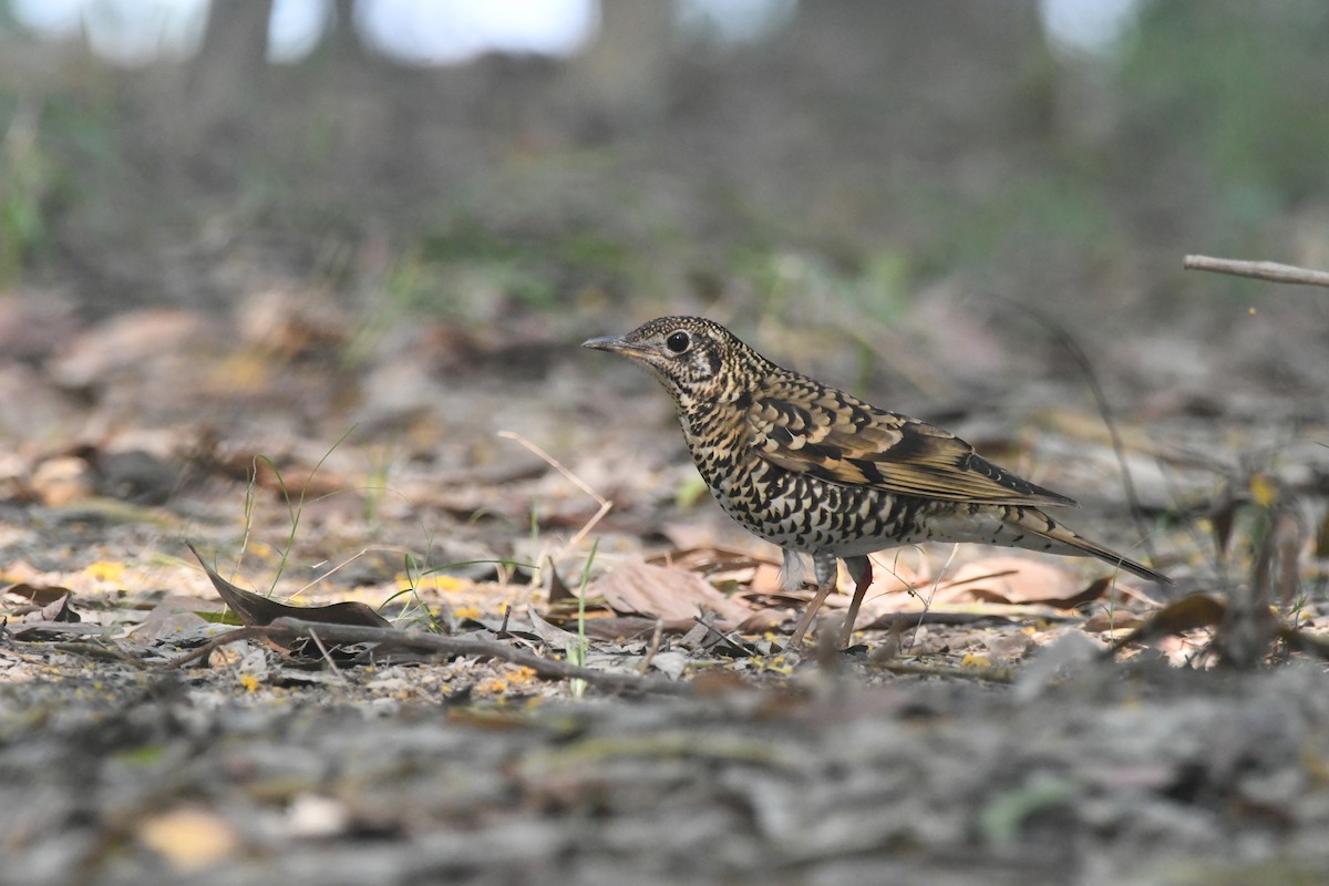 Scaly Thrush - ML647273167