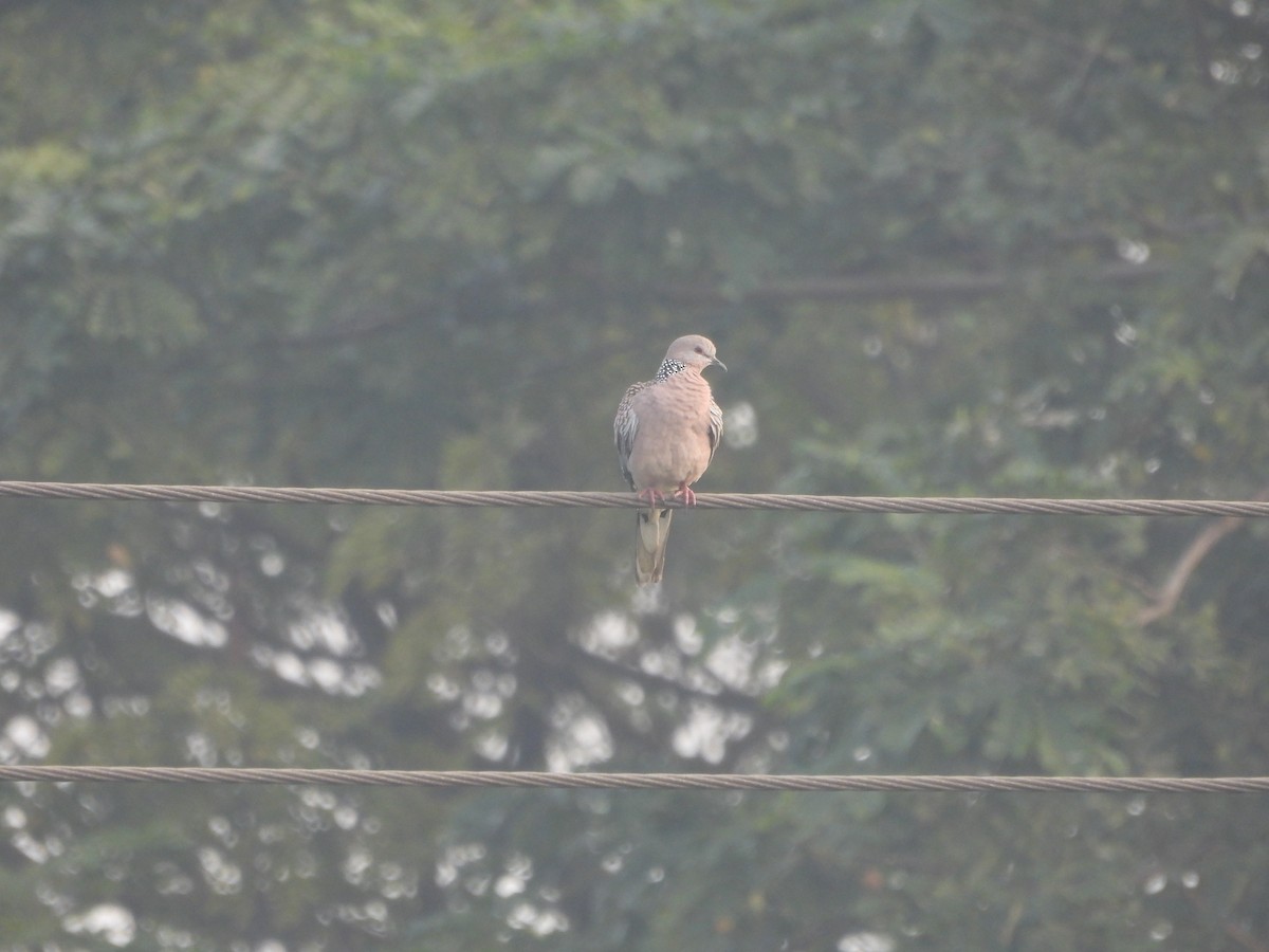 Spotted Dove - ML647273168