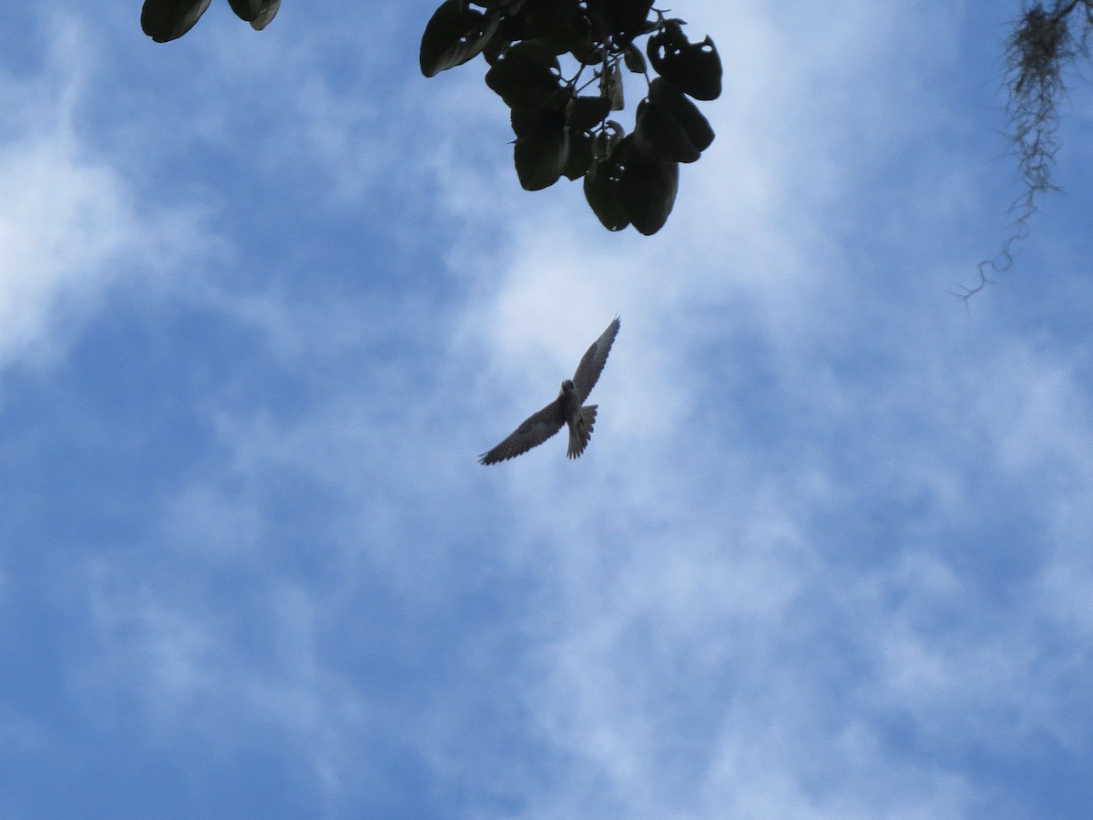 Peregrine Falcon - ML647273169