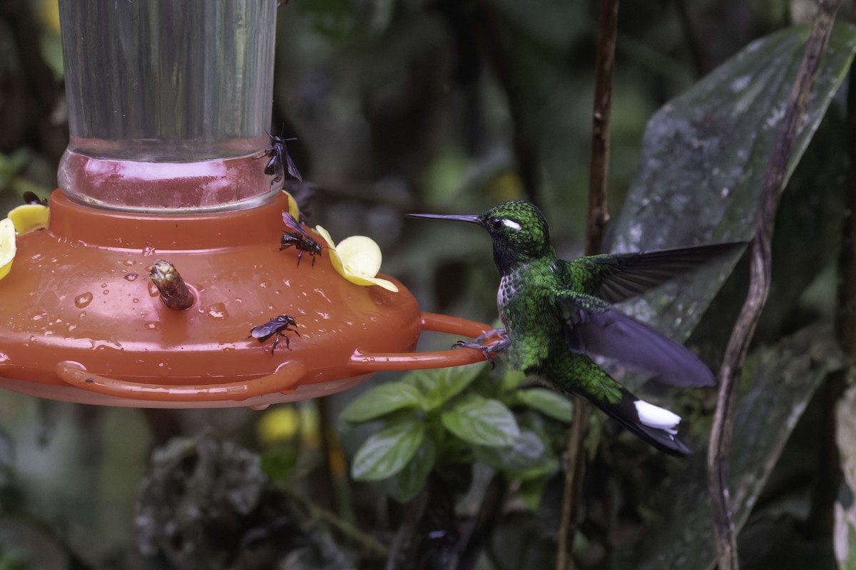 Purple-bibbed Whitetip - ML647273170