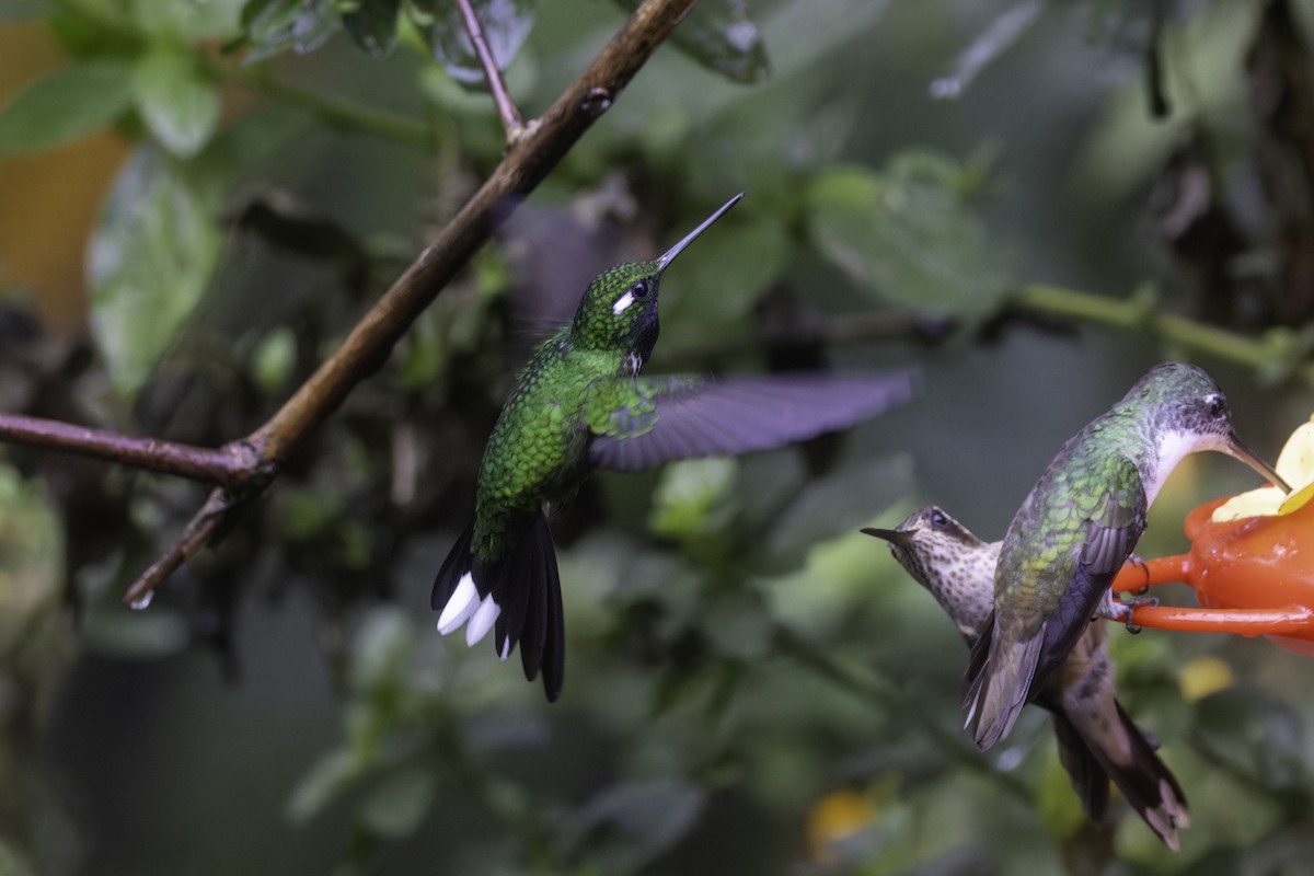 Purple-bibbed Whitetip - ML647273171