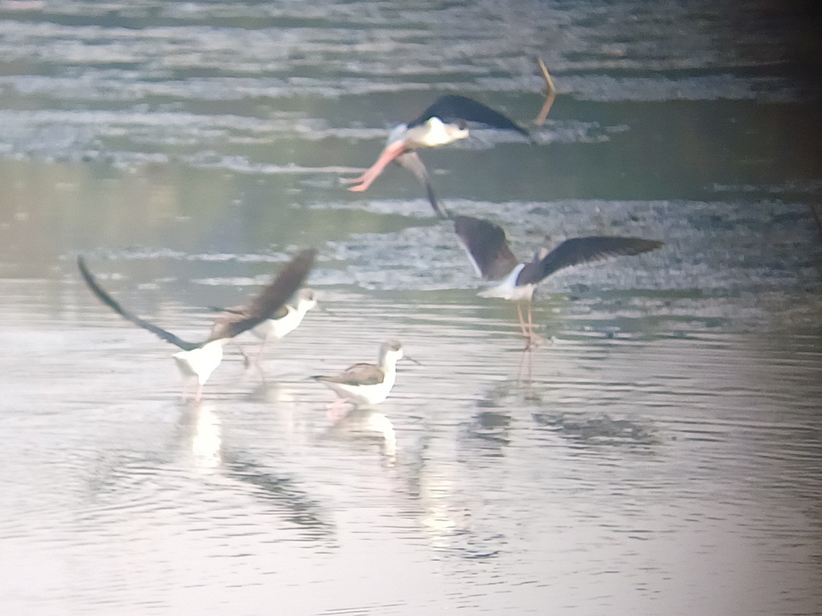 Black-winged Stilt - ML647273172