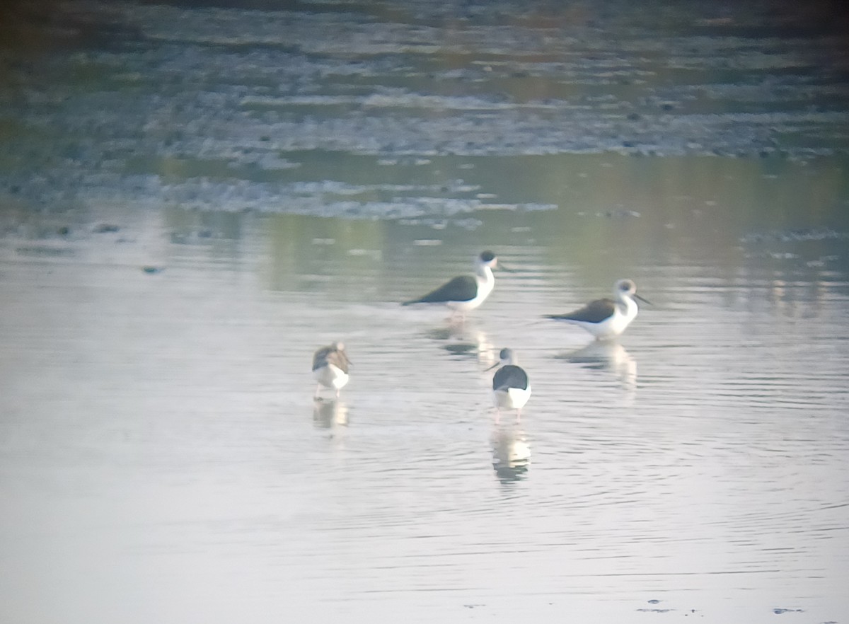 Black-winged Stilt - ML647273173