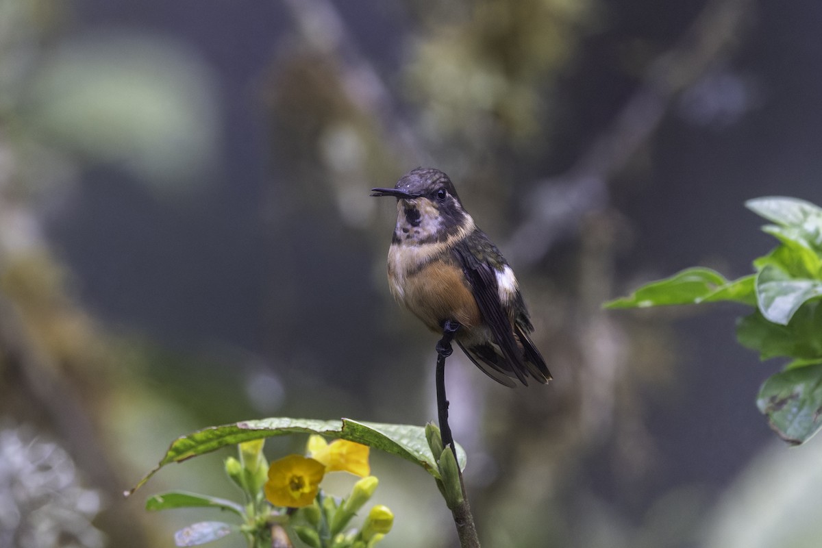 Purple-throated Woodstar - ML647273174