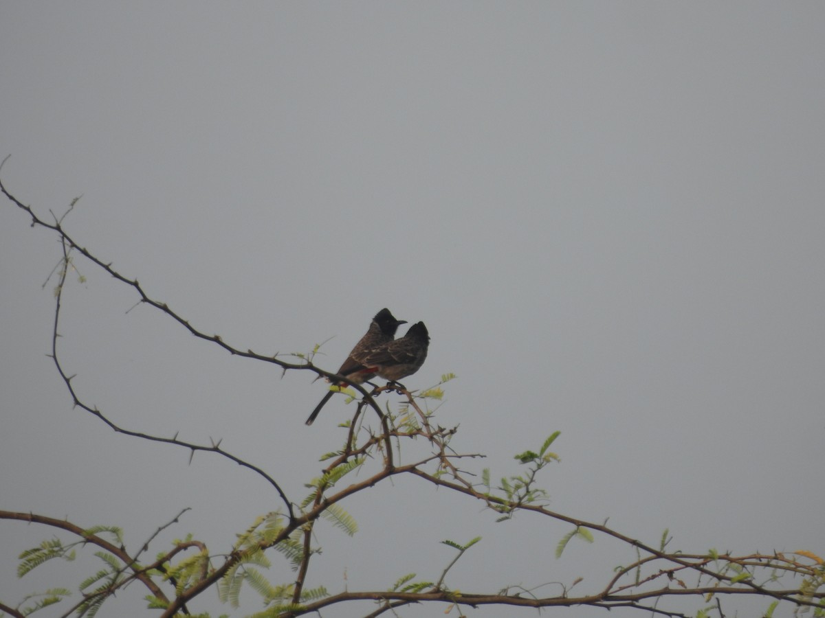 Red-vented Bulbul - ML647273175