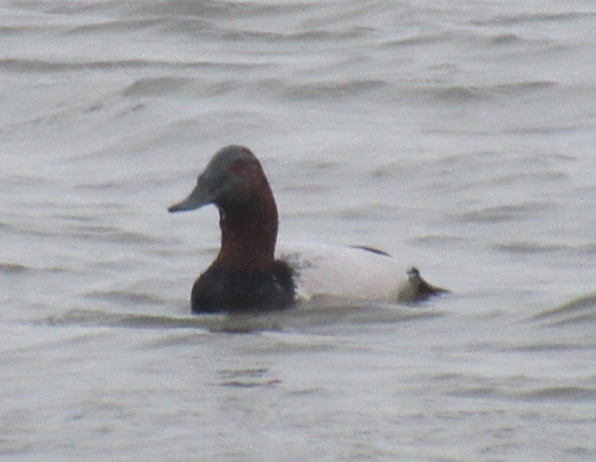Canvasback - ML647273178