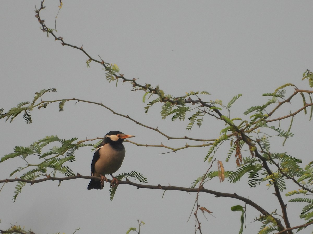 Indian Pied Starling - ML647273179