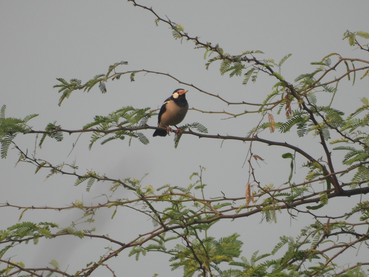 Indian Pied Starling - ML647273180
