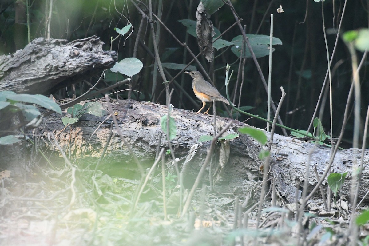 Black-breasted Thrush - ML647273183