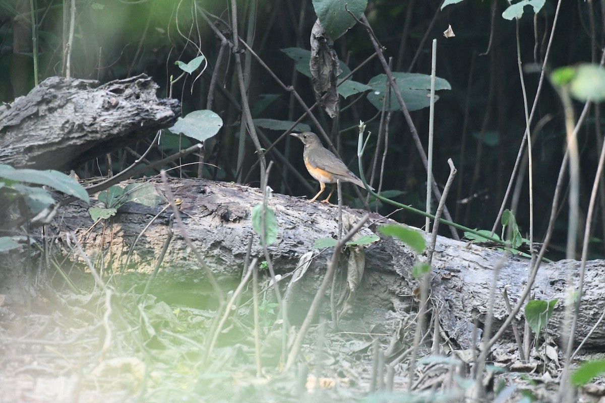 Black-breasted Thrush - ML647273184