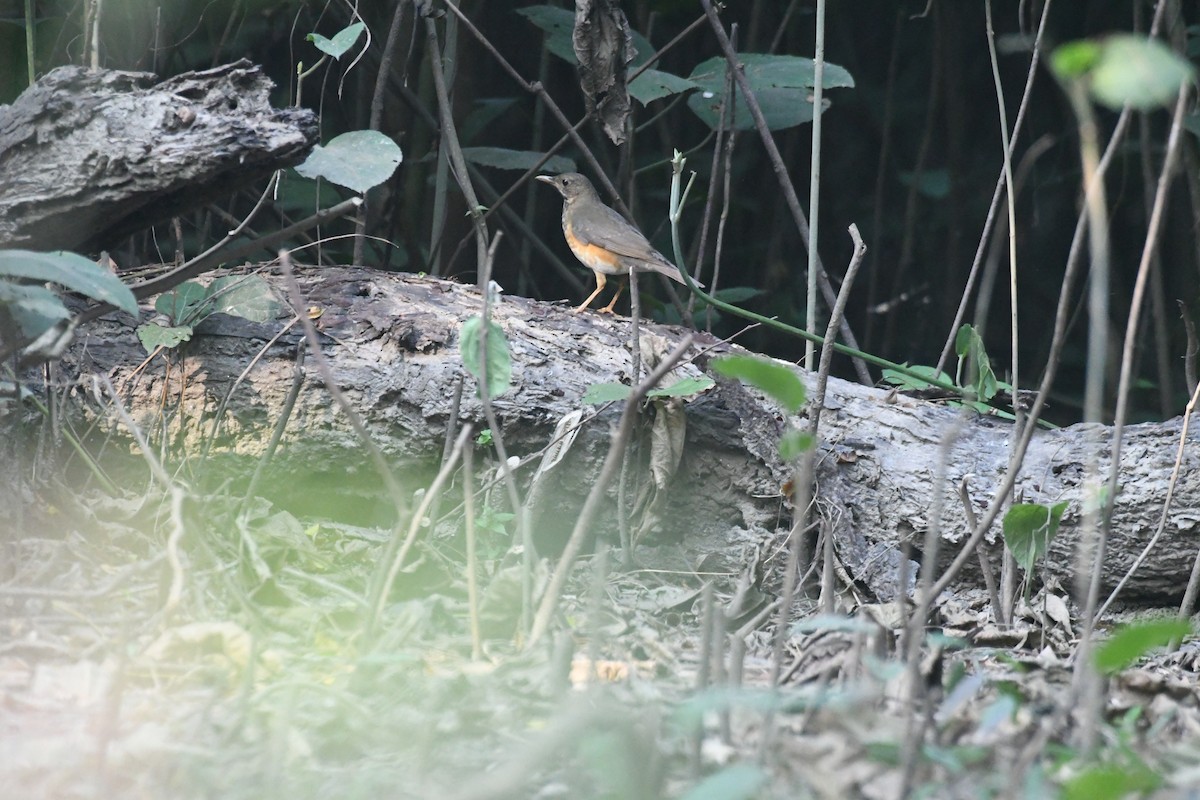 Black-breasted Thrush - ML647273185