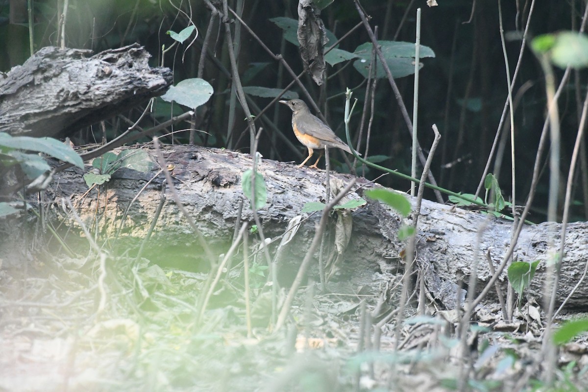 Black-breasted Thrush - ML647273186
