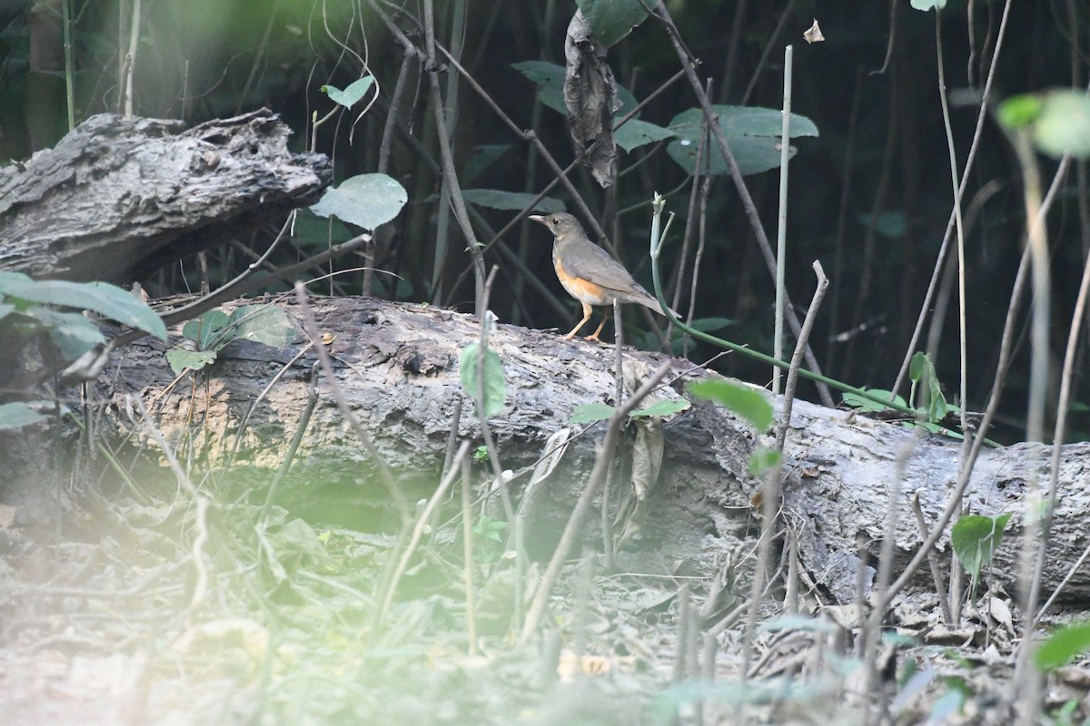Black-breasted Thrush - ML647273187