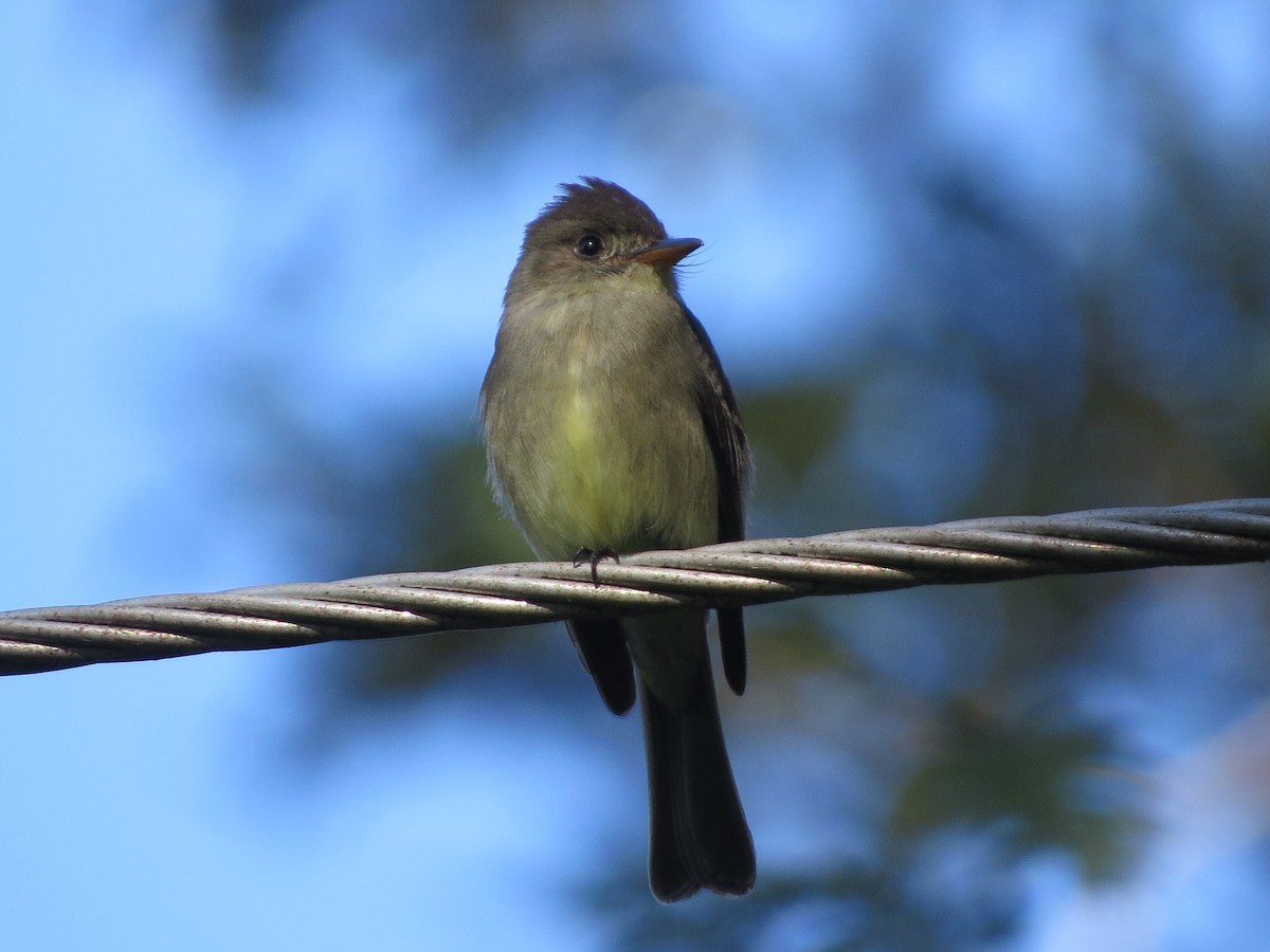 Kuzeyli Tropikal Pivi - ML647273188