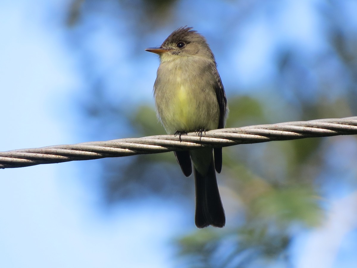 Kuzeyli Tropikal Pivi - ML647273189