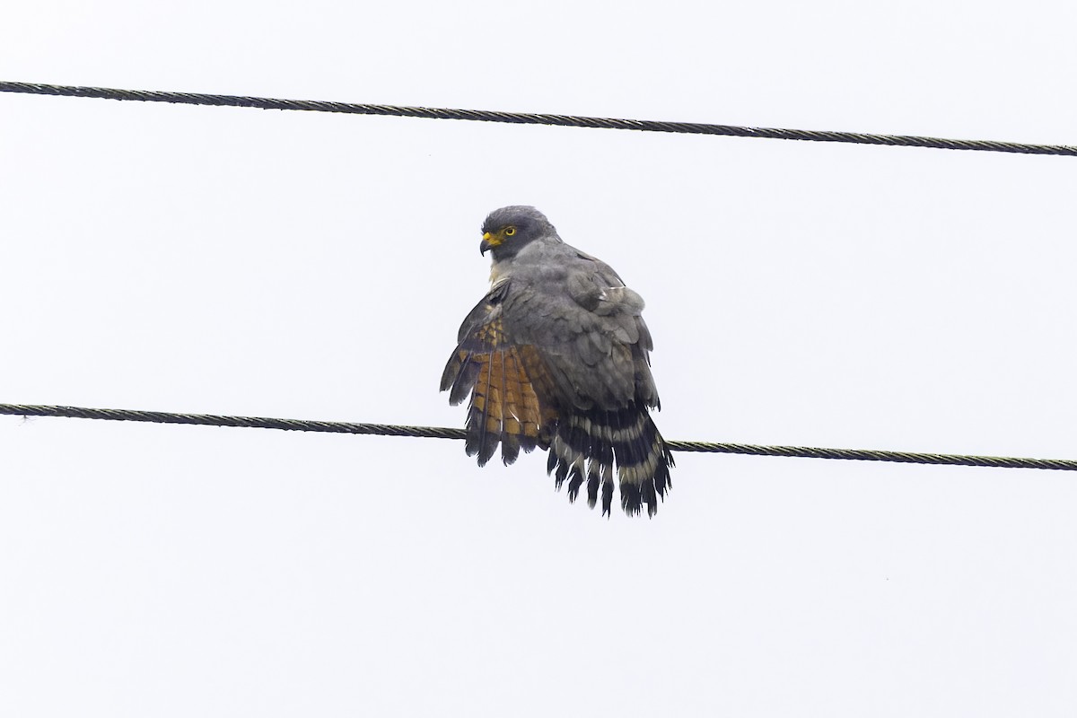 káně krahujová - ML647273194