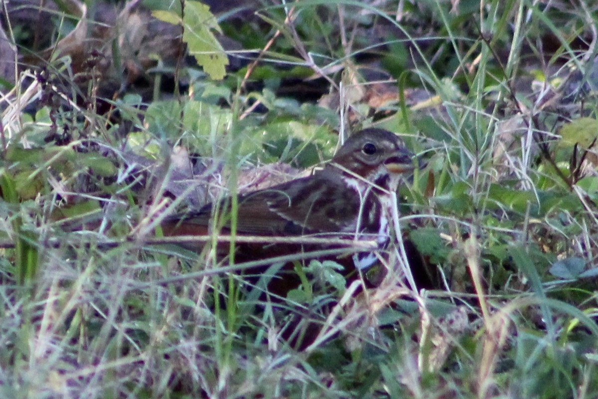 Fox Sparrow - ML647273198