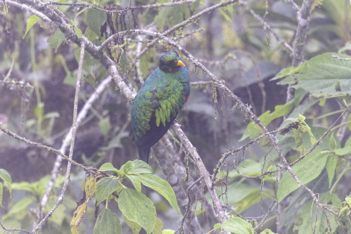 Quetzal doré - ML647273201