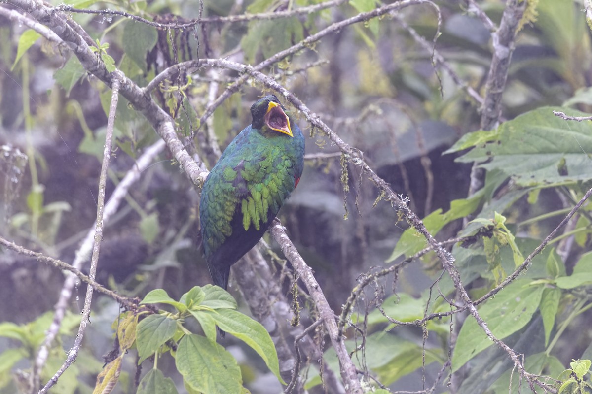 Quetzal doré - ML647273202