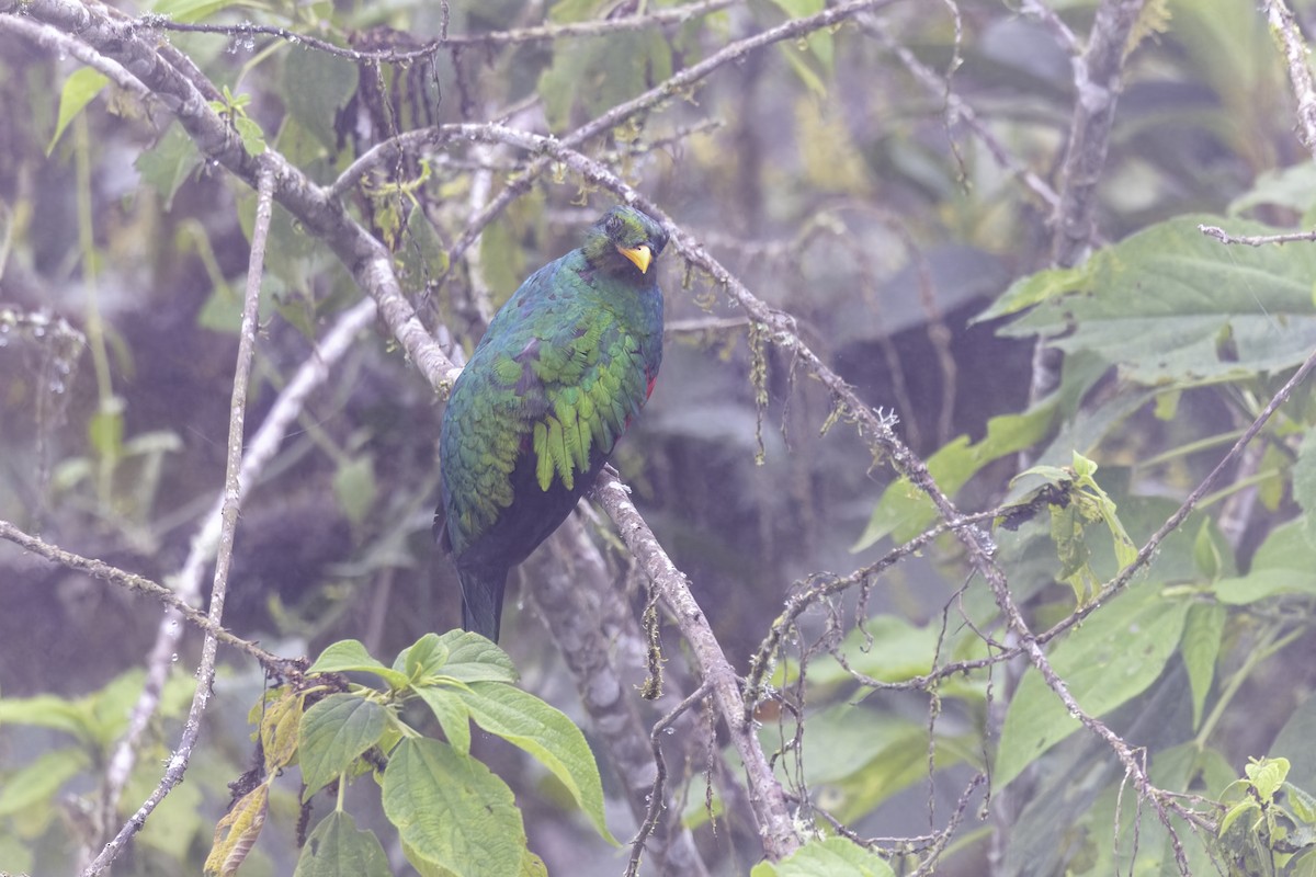 Quetzal doré - ML647273203