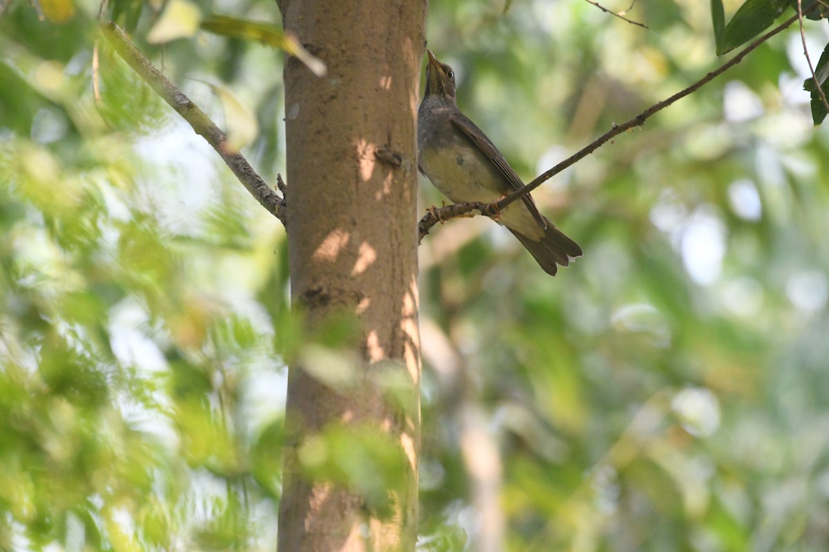 Tickell's Thrush - ML647273205