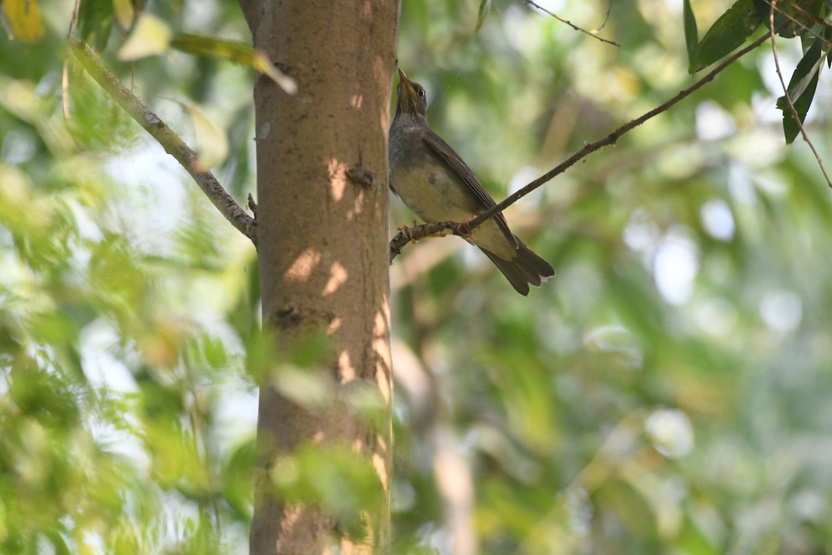 Tickell's Thrush - ML647273206