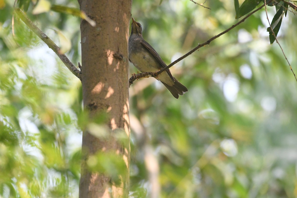 Tickell's Thrush - ML647273207