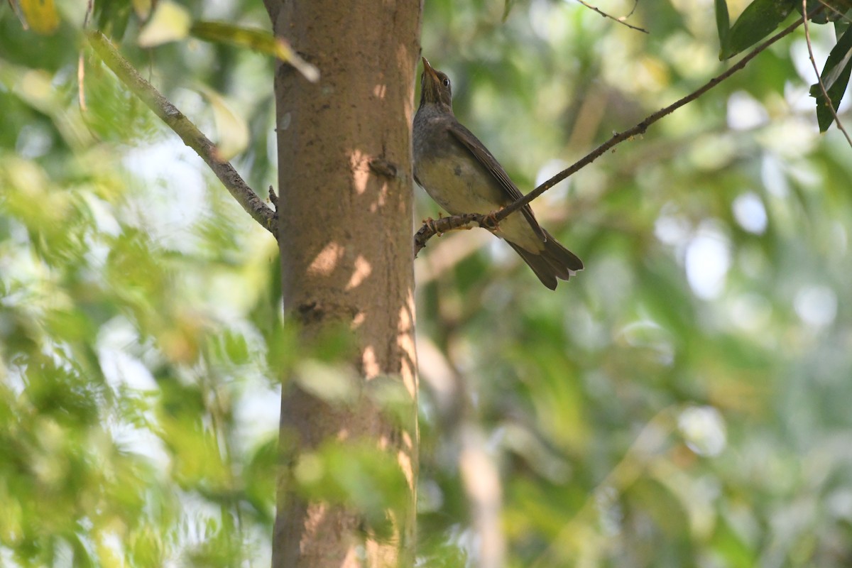 Tickell's Thrush - ML647273208