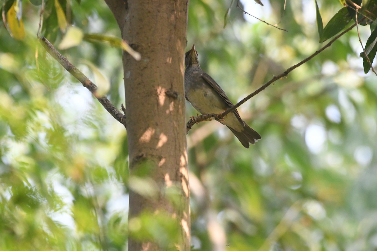 Tickell's Thrush - ML647273209