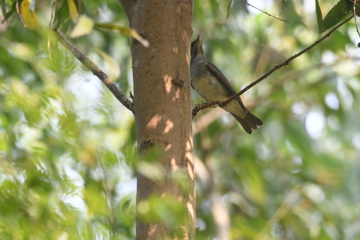 Tickell's Thrush - ML647273210