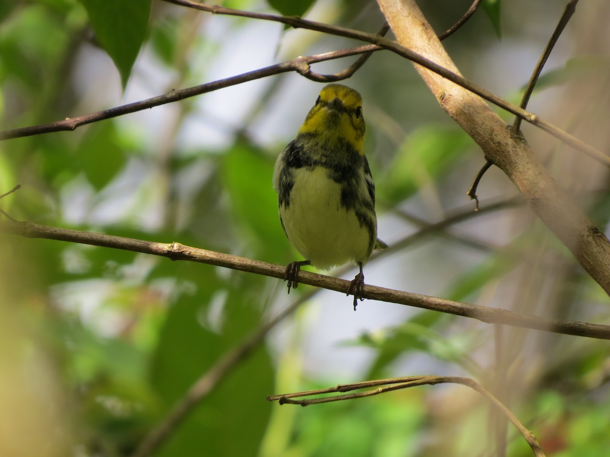 Black-throated Green Warbler - ML647273212
