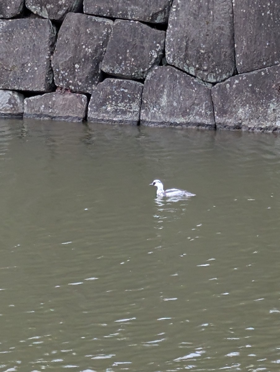 lappfiskand - ML647273219