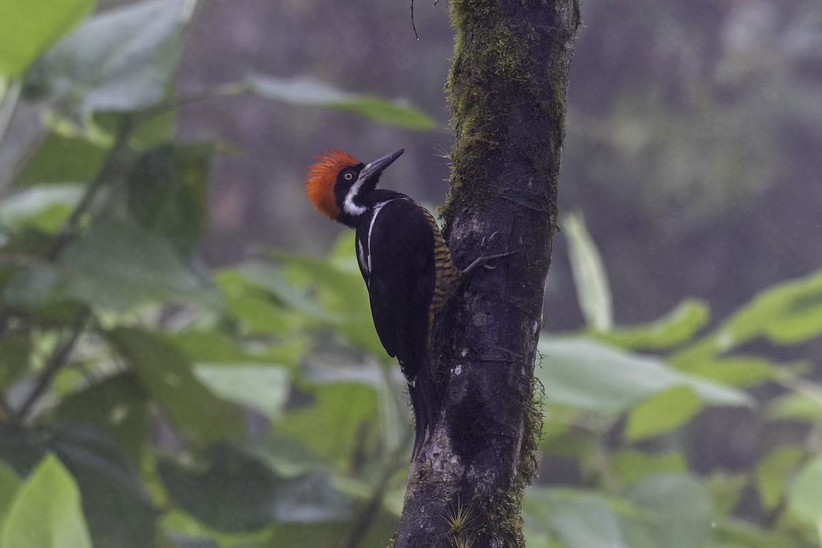 Рыжеполосый дятел - ML647273236