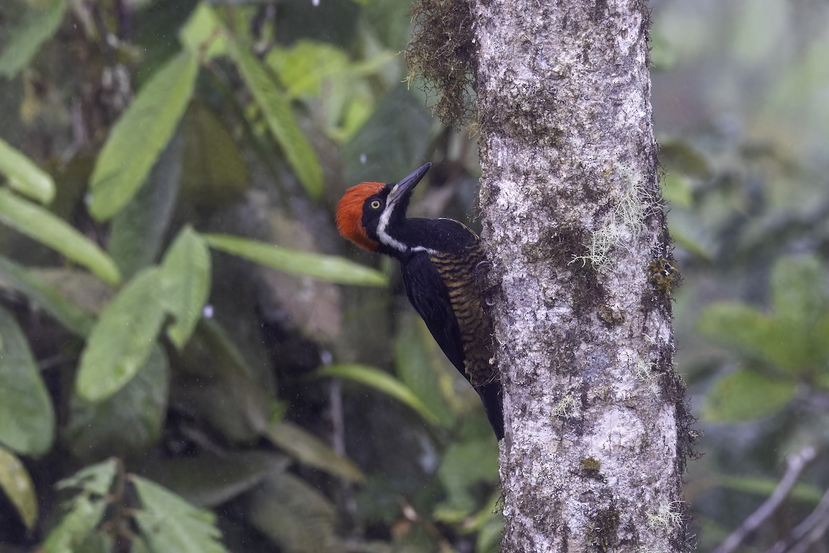 Рыжеполосый дятел - ML647273237