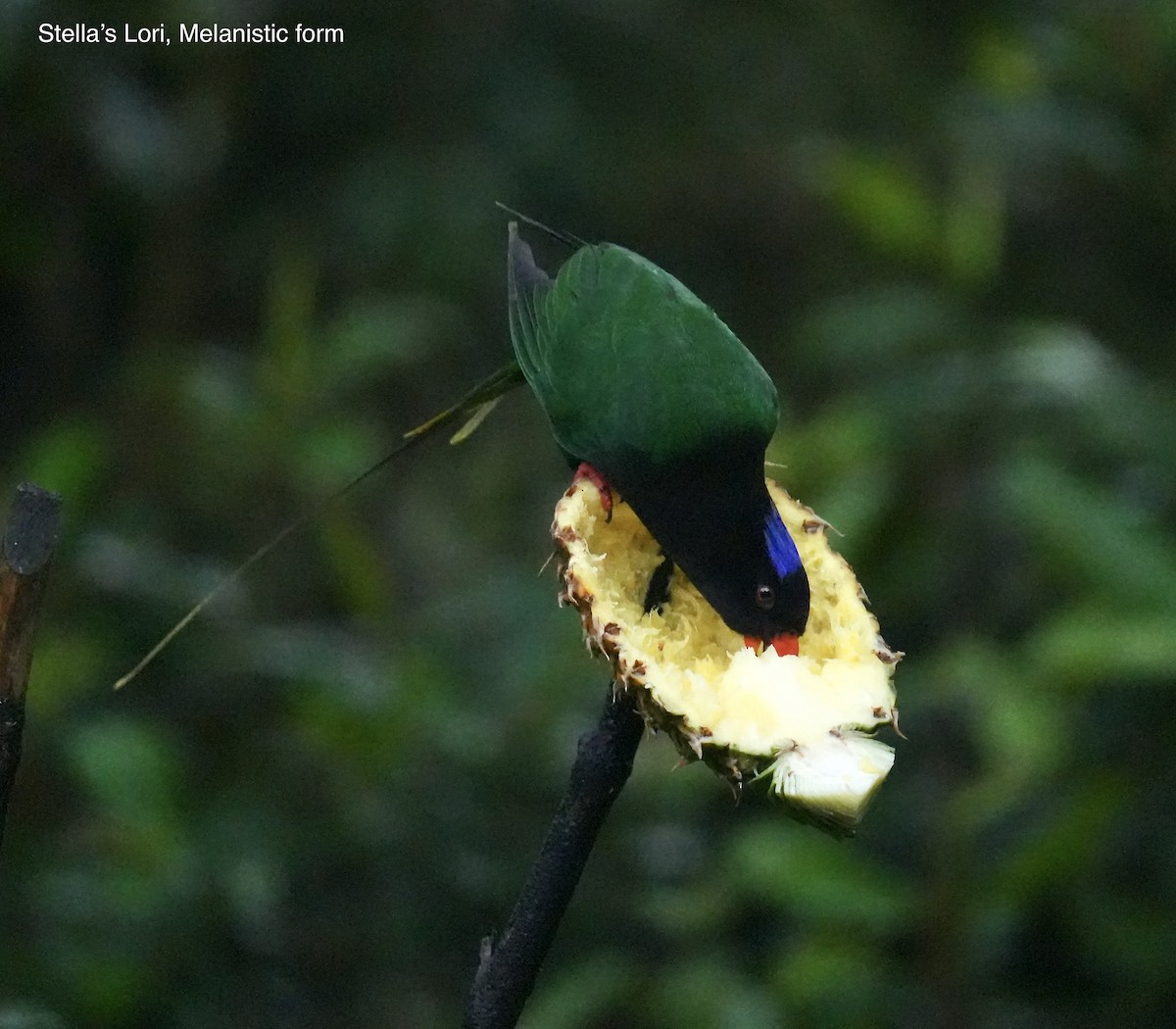 Stella's Lorikeet - ML647273244