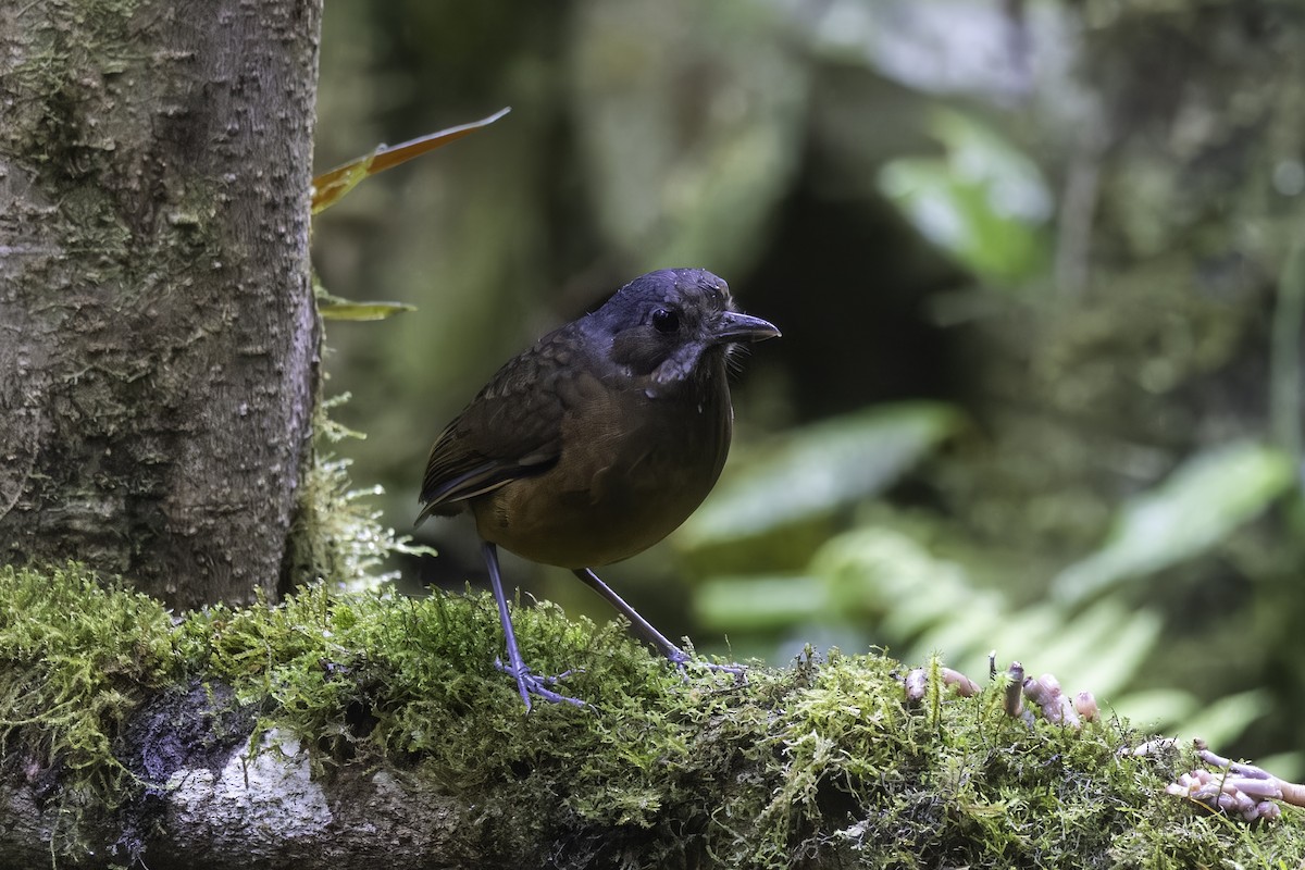 Moustached Antpitta - ML647273245