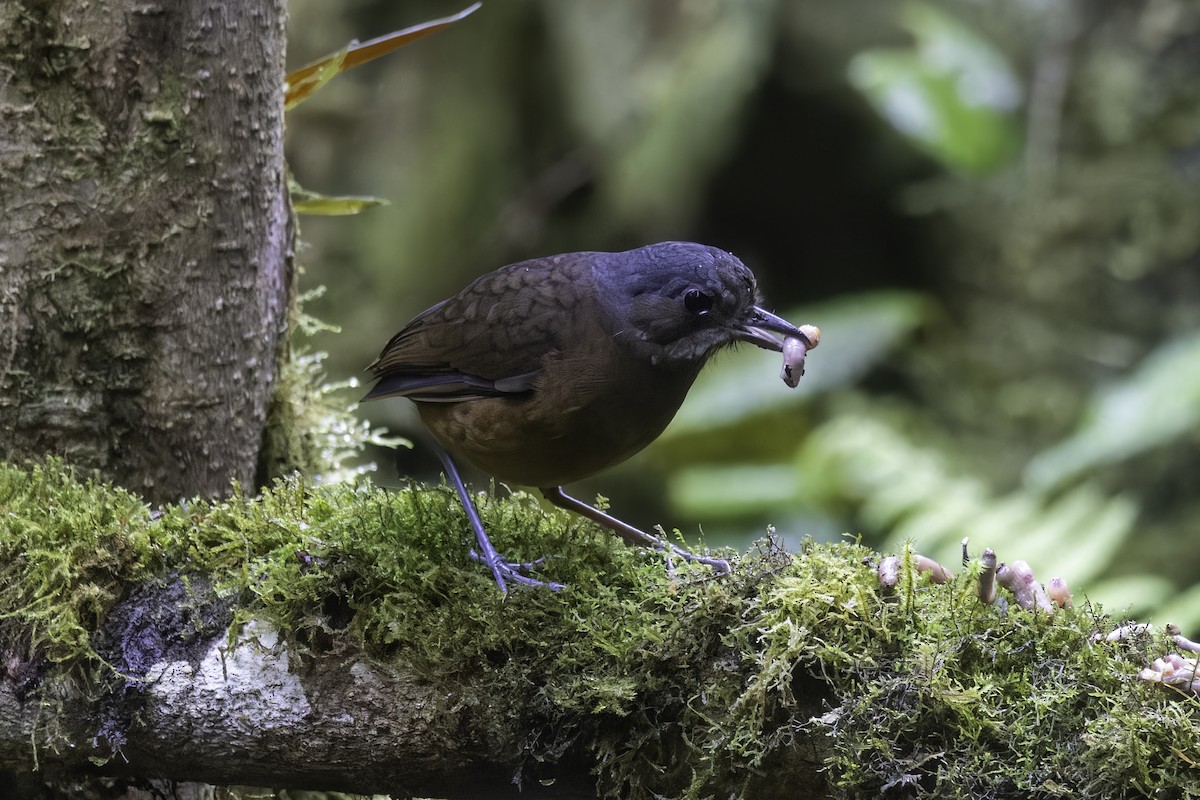 Moustached Antpitta - ML647273246