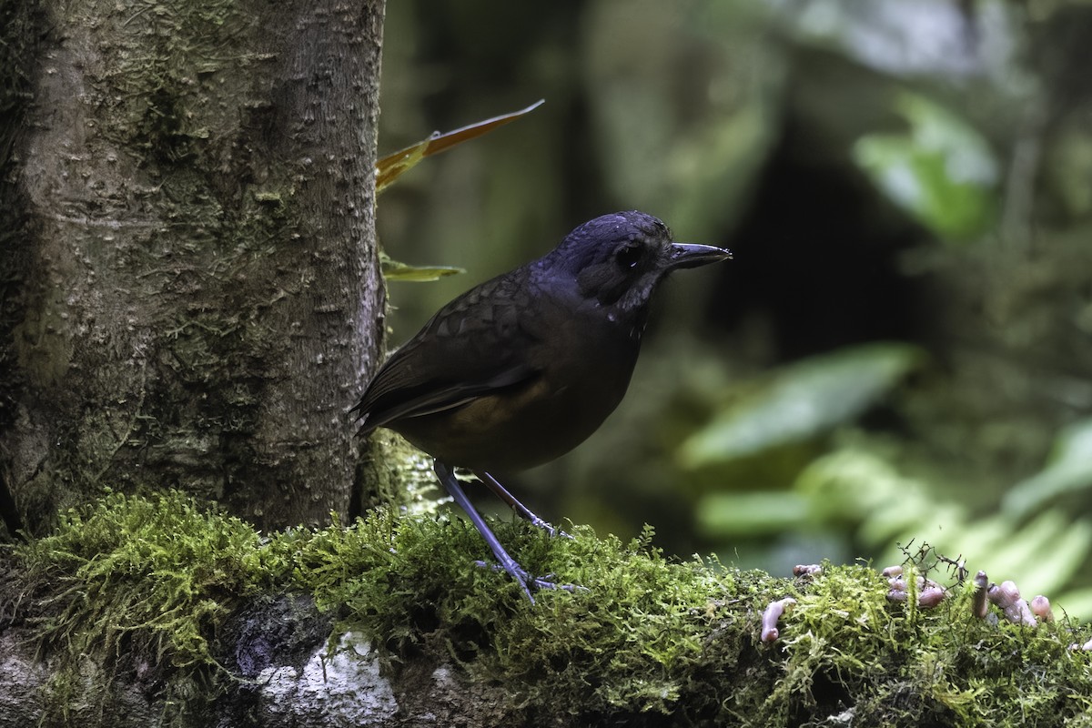 Moustached Antpitta - ML647273247