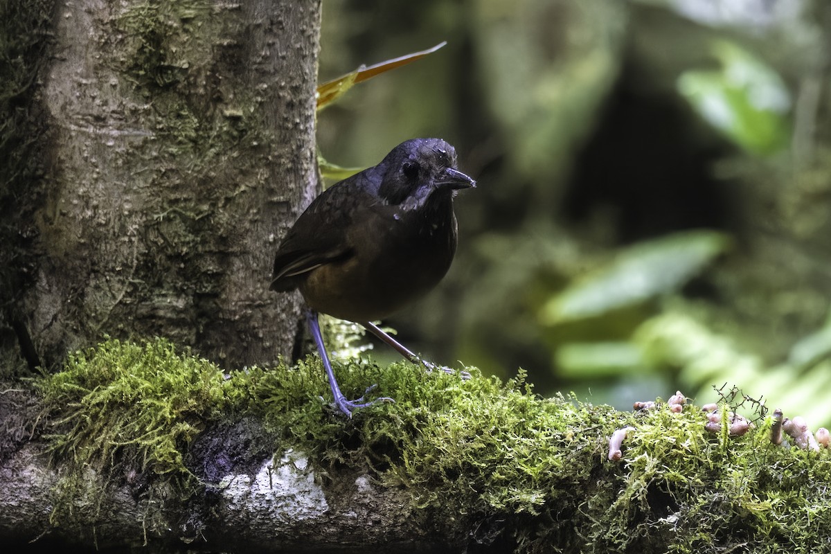 Moustached Antpitta - ML647273248