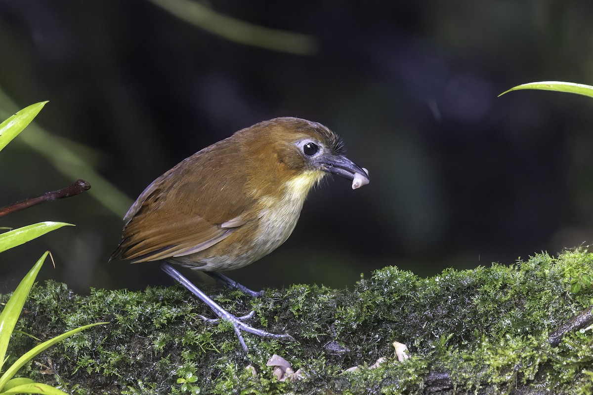 Yellow-breasted Antpitta - ML647273261